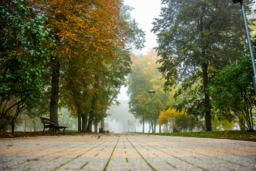Ypatingieji Druskininkų medžiai