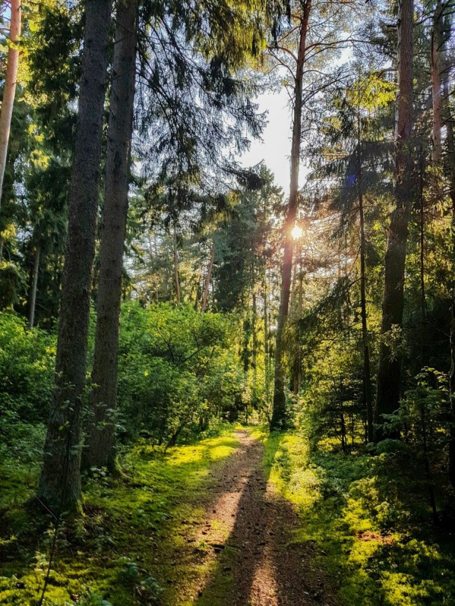 Nature therapy in Druskininkai