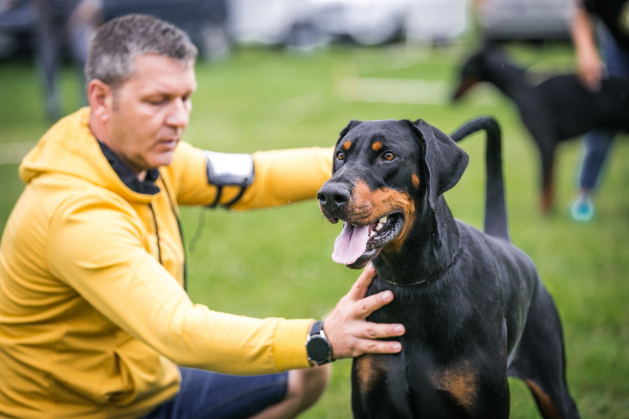 Dobermanų paroda "Lietuvos dobermanų klubo nugalėtojas 2025"